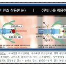 트랜디카안경 이미지