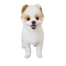 준펫살롱 이미지