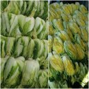 2025 무주고랭지 무주이장 절임 배추 마감했습니다! 미리 접수 주셨던 분량은 보내 드리고요! 이미지