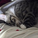 온라인클래스 | 코바늘 뜨개 기록｜미스티코티타 온라인클래스 중급반 솔직후기