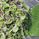 새싹이집밥 | 10분 완성! 깻잎 향 가득한 새싹 참치 비빔밥 (초간단 레시피)