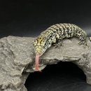 블랙앤화이트 | [공지] 레드 테구 블랙앤화이트 테구 비교 및 분양 사육 안내