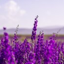 라벤더 이미지