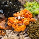 거제 와현 맛집 예가 거제도 현지인 맛집 와현해수욕장 성게비빔밥 내돈내산