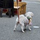 견생스타일 | 용인 처인구 강아지 동반 애견카페 &lt;카페데일리&gt; 🍒🐶견생 첫 멍푸치노/친구 강쥐랑 일일 데이트 후기
