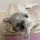 아산아이윌24시동물메디컬센터 네이버블로그