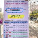 부산12교 | 4월 여행지 추천🌸 창원 여행 진해벚꽃명소(경화역, 여좌천) 지금 상황은?