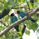 파랑새 구애 급이(Courtship feeding 먹이선물) 이미지