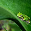 청개구리 이미지