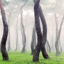 소나무풍경 이미지