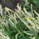 불꽃쉼터 이미지