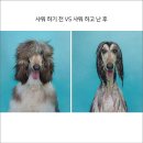 댕댕이샤워 네이버블로그