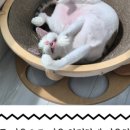 함께냥 앤 함께냥품 북수원점 이미지