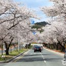 벚꽃길 이미지