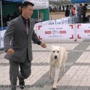 세계명견 감곡켄넬 이미지