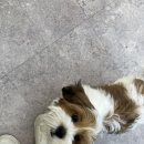 화사하개 이미지