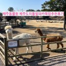 발레와 함께하는 힐링 | 제주도알파카목장 도치돌알파카목장에서 발레블랙노즈 양한테 심장 폭격당하고 온 찐후기