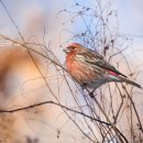 【양지니 양진이(信天翁) Carpodacus roseus 】 「새의 붉은 깃털을 보고 홍역의 열꽃(종기 양 瘍, 홍역 진 疹)을 연상」 이미지