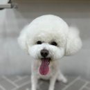 오구오구 펫살롱 이미지