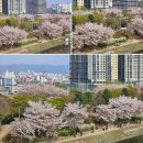 계산초등학교 맞은편(KT&G 앞) | 강원도 춘천 벚꽃 명소 의암호 출렁다리 춘천사이로248