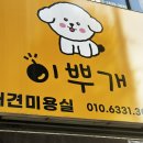 이뿌개 | 영등포 애견미용 이뿌개 강아지 편안하게 맡긴 후기
