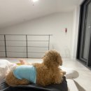 마담아네뜨 | [경북 포항] 애견동반 가능한 신식 풀빌라 “마담아네뜨” 숙박 솔직후기