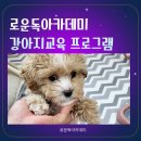 여주켄넬 | 여주 강아지방문교육으로 달라지는 일상, 로운독아카데미 방문훈련 후기
