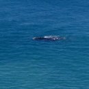 Head of he Bight Whale Watching Video - 만든이 : Matiz^^ㅋ 이미지