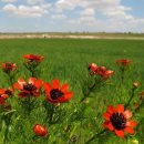 아도니스 이미지