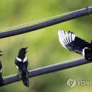 까치 이미지