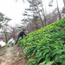 논밭서 키우면 받고 산에선 못받고…임업 소외시키는 직불금 이미지