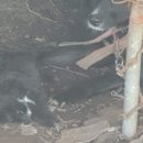 김연수농장 네이버블로그