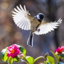 꽃이있는풍경 이미지