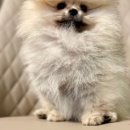 멍품 강아지분양 본점 이미지