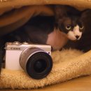 고양이 카페 여기 이미지