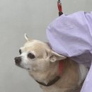 다온그루밍 이미지