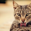 그루밍S 이미지