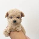 베베독 강아지분양 대구본점 이미지