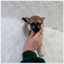 버디독 강아지분양 안심분양센터 시흥점 이미지