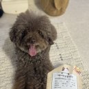 에버펫동물병원 | 환절기 강아지 귀지, 아토피 때문일수도! | 송파 에버펫동물병원