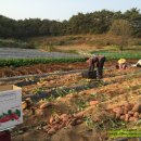 고구마PC 이미지