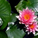 들꽃산장 이미지