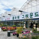 인천 구월동 화훼단지 선유플라워그라운드 분갈이 저렴한 곳(가격, 주차)
