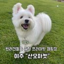 양양군 천연잔디축구장 | 서울근교 경기도 여주 반려견캠핑장 바베큐 내돈내산 후기