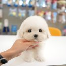 울산 강아지분양 미유펫 | 경주강아지무료분양 울산 미유펫