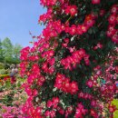 곡성 기차마을 장미축제 이미지