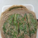 성실메밀부침 네이버블로그
