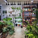 장말로 | 부천 식물가게 &#39;장식&#39; 나만의 테라리움 원데이 클래스 대만족 후기!