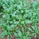 해뜬농장 이미지