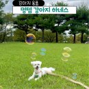 멍발머리 이미지